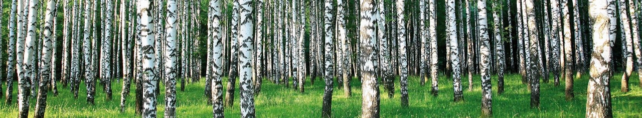 Décor birch forest 564